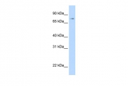 ARP33373_P050 - STAT1