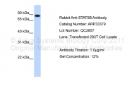 ARP33379_P050 - STAT5B
