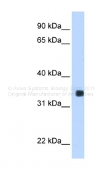 ARP33424_P050 - Max-like protein X