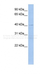 ARP33426_P050 - TEAD4 / TEF3 / RTEF1