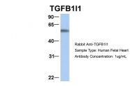ARP33442_P050 - TGFB1I1