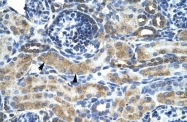 ARP33519_P050 - ZNF24