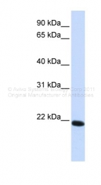 ARP33619_P050 - Claudin-19 / CLDN19