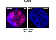 ARP33758_P050 - PARP2