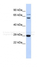 ARP33831_P050 - CD154 / CD40L