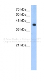 ARP33855_P050 - ACADL