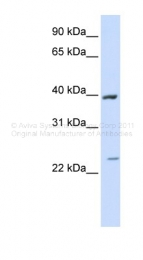 ARP33856_P050 - ACADL