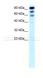 ARP33868_P050 - KIF5A