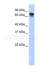 ARP33919_P050 - KIF22