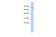 ARP34012_P050 - Amyloid beta A4 protein / APP