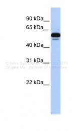 ARP34060_P050 - RXR-alpha / RXRA