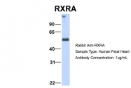 ARP34060_P050 - RXR-alpha / RXRA