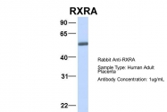 ARP34060_P050 - RXR-alpha / RXRA