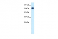 ARP34084_P050 - KIF19