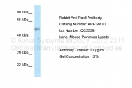 ARP34180_P050 - PAX8