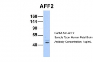ARP34260_P050 - AFF2 / FMR2