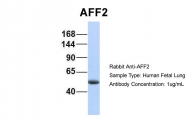 ARP34260_P050 - AFF2 / FMR2