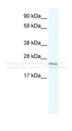 ARP34374_P050 - Cysteine-rich protein 2