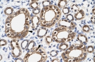 ARP34377_P050 - Alpha-enolase / ENO1