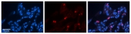ARP34400_P050 - WDR39 / CIAO1