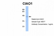 ARP34400_P050 - WDR39 / CIAO1