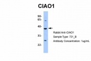 ARP34400_P050 - WDR39 / CIAO1