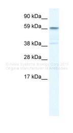 ARP34482_P050 - TRIM41 / RINCK