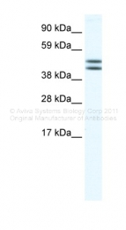 ARP34483_P050 - EGLN2 / PHD1