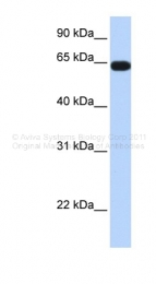 ARP34615_P050 - KLHL36