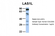 ARP34629_P050 - LAS1L