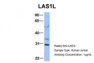 ARP34629_P050 - LAS1L