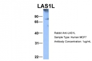 ARP34629_T100 - LAS1L
