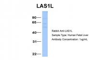 ARP34629_P050 - LAS1L