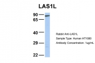 ARP34629_T100 - LAS1L