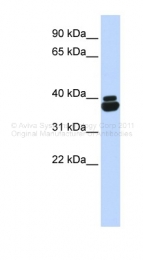 ARP34633_P050 - Orthopedia / OTP