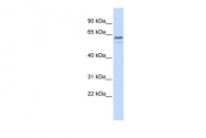 ARP34654_P050 - TRIM6 / RNF89