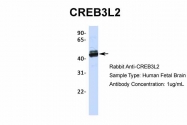 ARP34673_T100 - CREB3L2