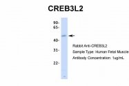 ARP34673_T100 - CREB3L2