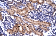 ARP34686_P050 - PAX5