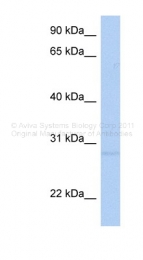 ARP34694_P050 - RNF41