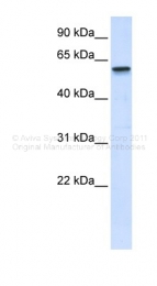 ARP34893_P050 - TRIM41 / RINCK