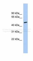 ARP34966_P050 - Neuronal acetylcholine receptor subunit alpha-5