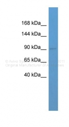ARP35200_P050 - Glutamate receptor 3 / GLUR3