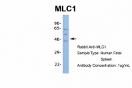 ARP35249_P050 - MLC1