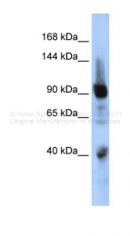 ARP35888_P050 - ZNF507