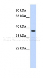 ARP35954_P050 - ZNF444