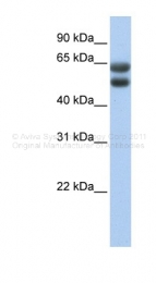 ARP35957_P050 - ZNF331