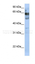 ARP36149_P050 - ZNF564