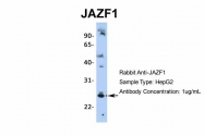 ARP36246_P050 - JAZF1 / ZNF802