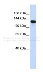ARP36350_P050 - UPF1 / RENT1